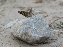 Carcharodus
