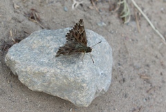 Carcharodus