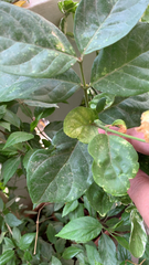 Jasminum sambac