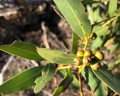 Eucalyptus viminalis cygnetensis