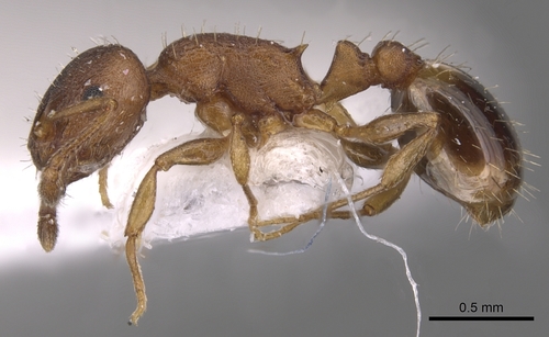 Temnothorax alienusTemnothorax alienus