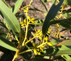 Eucalyptus viminalis cygnetensis