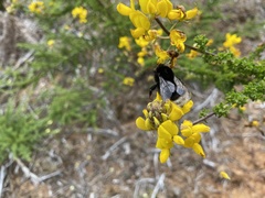 Bombus terrestris canariensis