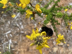 Bombus terrestris canariensis