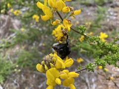 Bombus terrestris canariensis