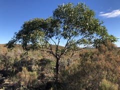 Eucalyptus viminalis cygnetensis