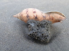 Neosabellaria kaiparaensis