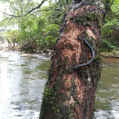 Eucentrobolus tamulus