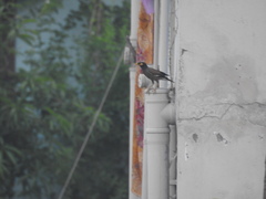 Acridotheres tristis