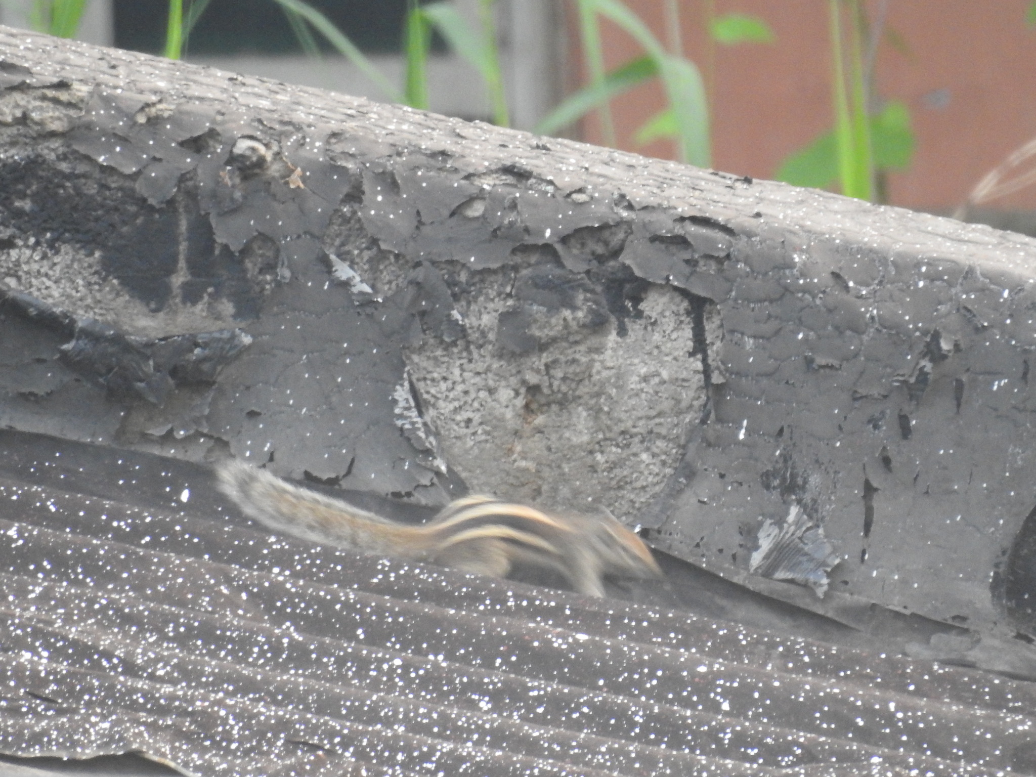 Indian palm squirrel