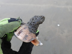 Neosabellaria kaiparaensis