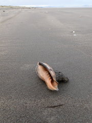 Neosabellaria kaiparaensis