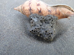 Neosabellaria kaiparaensis