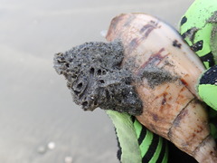 Neosabellaria kaiparaensis
