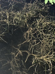 Potamogeton compressus