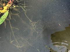 Potamogeton compressus