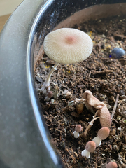 Leucocoprinus ianthinus