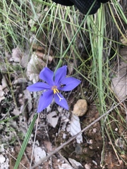 Tigridia longispatha
