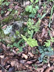 Tigridia longispatha