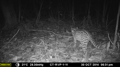 Leopardus wiedii