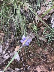Tigridia longispatha