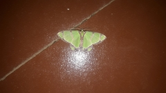 Agathia angustilimes