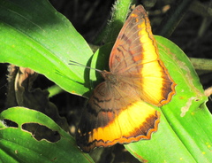 Eurytela dryope angulata