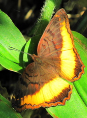 Eurytela dryope angulata