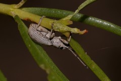 Myllocerina