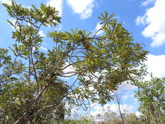 Banksia dentata