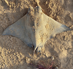 Rhinoptera