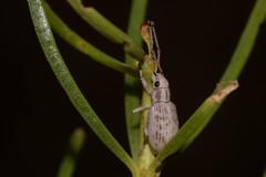 Myllocerina