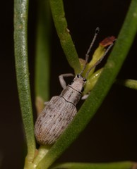 Myllocerina
