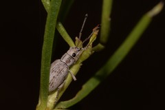 Myllocerina