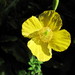 Welsh Poppy - Photo (c) Leonora Enking, some rights reserved (CC BY-SA)