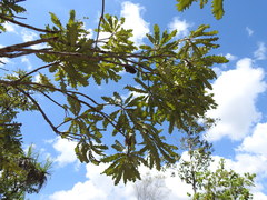 Banksia dentata