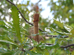 Banksia dentata