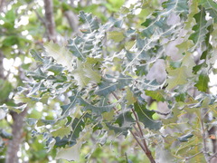 Banksia dentata