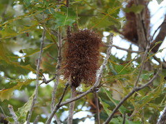 Banksia dentata