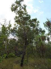 Banksia dentata