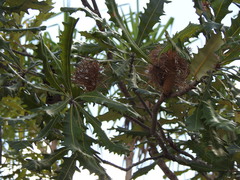 Banksia dentata