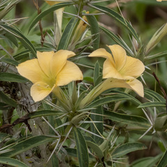 Barleria cuspidata