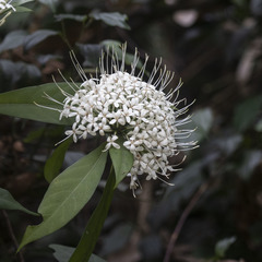 Pavetta indica