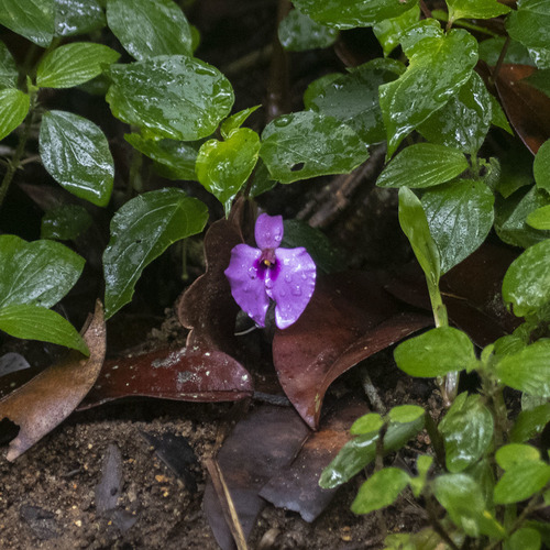 Impatiens cordata, photograph 6
