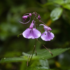 Impatiens maculata