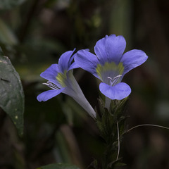 Barleria courtallica