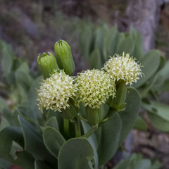 Kleinia grandiflora