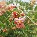 Roxburgh's Cassia - Photo (c) Paulmathi Vinod, some rights reserved (CC BY), uploaded by Paulmathi Vinod