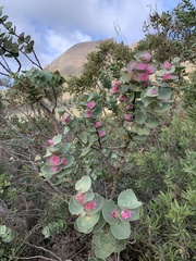 Hakea cucullata