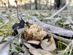 Clavulina vinaceocervina